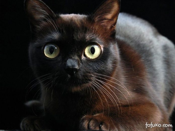 burmes-516c05a3ac73f