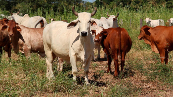 Gado-Reporter-Brasil-1