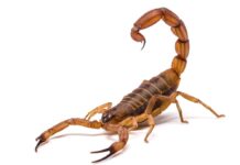 Técnica dos 4 As: como proteger sua casa do escorpião-amarelo