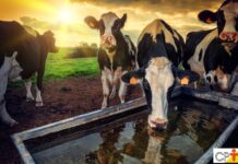 Suplementação estratégica nas águas pode dobrar o ganho de peso do rebanho