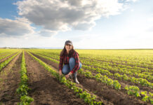 Degradação de pastagens no Brasil é também um problema social e demanda integração entre instrumentos de política agrícola