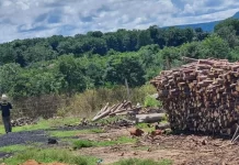 PF constata possivel trabalho escravo em carvoaria de fazenda em MT