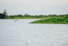 Diálogos Pantaneiros 2026 debate presença de microplásticos nas águas do Pantanal