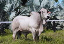 Central norte-americana Select Sires contrata touro Dinamite da Nelore Cometa