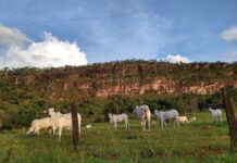 Frigoríficos de Mato Grosso que exportam para a União Europeia não apresentam provas suficientes de que cumprem a lei do bloco contra o desmatamento