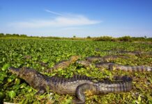 Deputado propõe manter proibição de mineração no Pantanal de MT