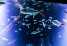 Mercado do Porto, Aquário, Museu do Rio e Parque das Águas são opções para visitas