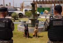 Sejus reúne equipes caninas das forças de segurança para torneio de habilidades em Cuiabá