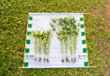 Resultados de pesquisa fortalecem a tomada de decisão no campo