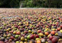 Governo de Mato Grosso lança 1º Concurso de Qualidade do Café