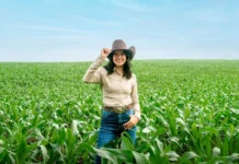 Desenvolvimento da segunda safra de milho anima agricultores no Mato Grosso