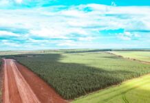 Governo do Estado proíbe biomassa de desmatamento em Mato Grosso