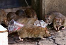 Ratos estão sofrendo mutações e ganhando resistência a venenos, diz estudo