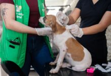 Mutirão gratuito oferece vacinação canina e feira de adoção no Canil Municipal neste sábado