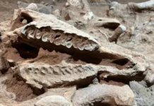 Esqueletos com 200 mil anos de idade são encontrados em caverna em Barcelona