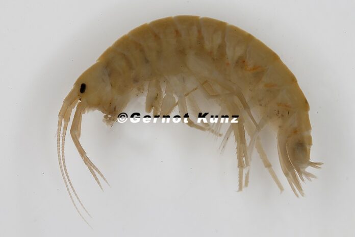 Gammarus_pulex__Gew__hnlicher_Flohkrebs_1_2-me
