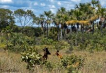 Onçafari registra os primeiros casos de melanismo em cervos-do-pantanal no Pantanal e no Cerrado