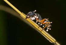 Fungo que transforma formigas em “zumbis” também vive em musgos da Amazônia