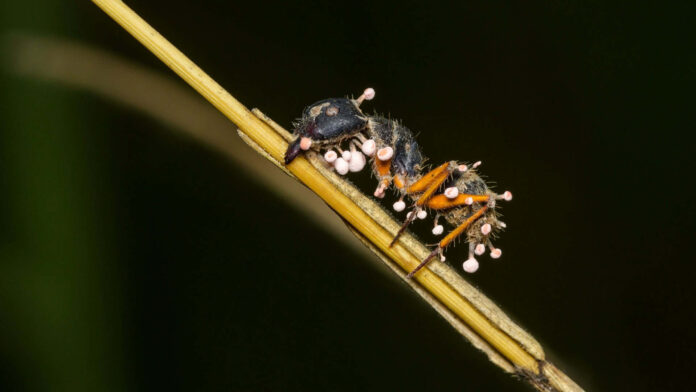 FORMIGAophiocordyceps-1920x1080