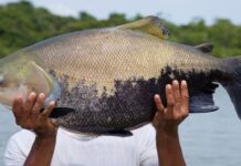 Tambaqui é classificado como vulnerável e pode ter pesca suspensa no Brasil