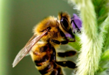 03/10 Dia das Abelhas: iniciativa promove produção de 36 mil kg de mel da florada da soja e plantio de árvores nativas no RS