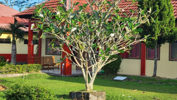 AMEIXEIRA
