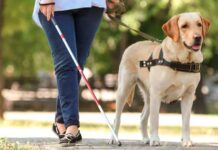 Hoje Dia de São Francisco de Assis: André Naves defende maior conscientização sobre o papel de cães-guia e animais de suporte emocional