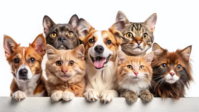 Gatos e Cachorros