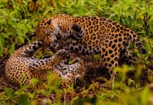 TURISMO DE NATUREZA – Pesquisa avalia impacto econômico do turismo de observação da onça-pintada no Pantanal