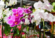 Festival de Orquídeas e Rosas do Deserto começa nesta quinta em Cuiabá