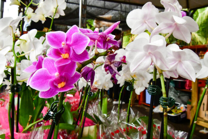 Orquidea