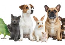 Mato Grosso tem 13,7 mil animais domésticos cadastrados no SinPatinhas