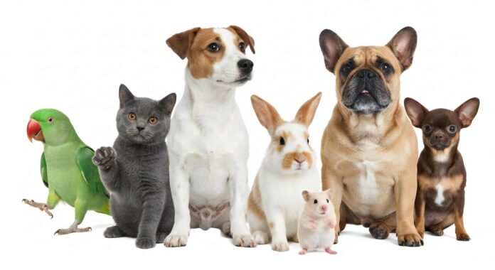 animais-de-estimacao-incluindo-cachorros-gato-coelho-